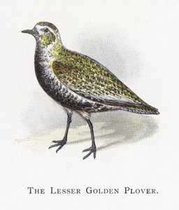 The Lesser Golden Plover
